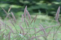 Pennisetum polystachion